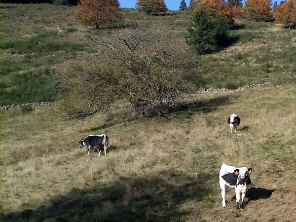 Горные коровы Франции